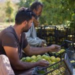 تشتهر بلدة بكفلة في إدلب بحمضياتها. كانت ثلاثة أنهار - البيضاء ، والعظيمة ، والعاصي - توفر في يوم من الأيام مياهًا وفيرة لتنموها ، ومصدرًا جيدًا للدخل للمزارعين مثل عمر.